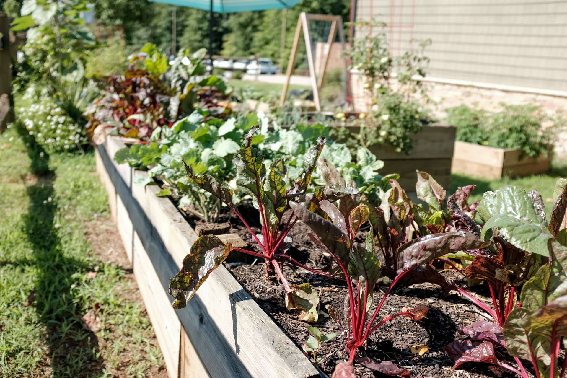 Planting a veggie garden | Food Fairness Illawarra