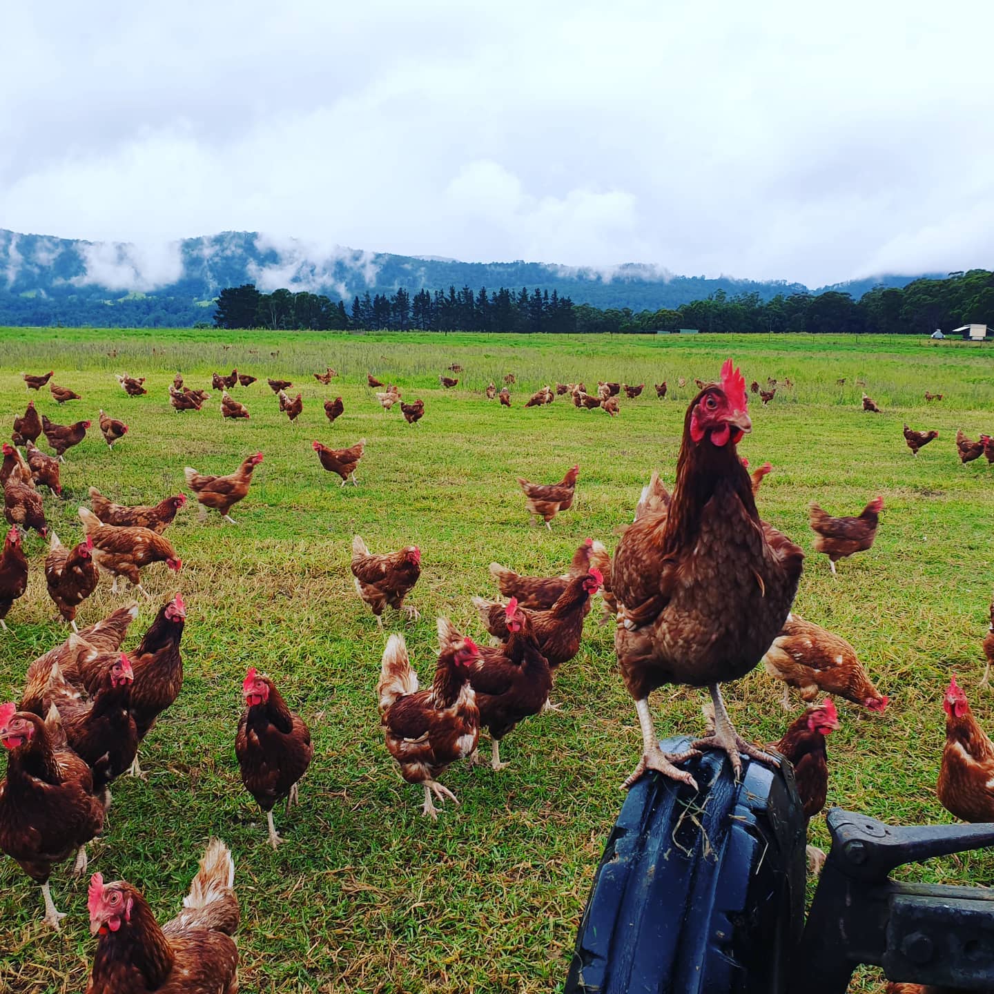Kangaroo Valley Pasteured Eggs Food Fairness Illawarra