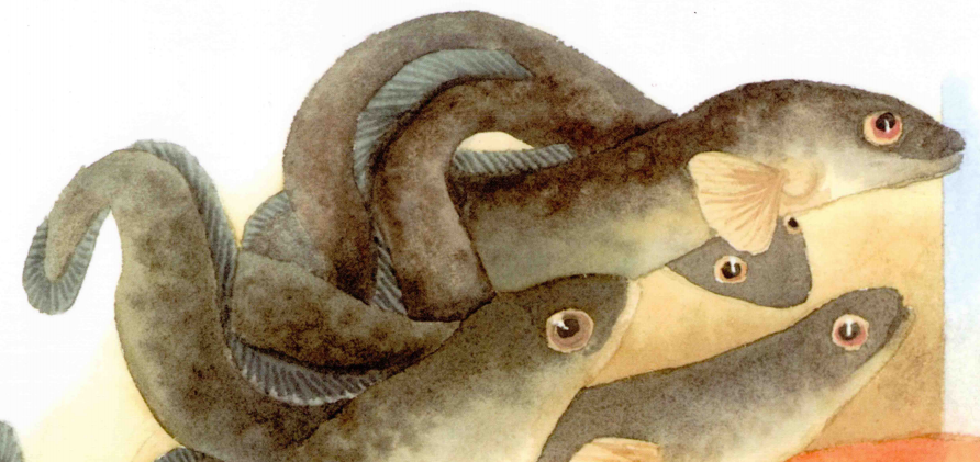 The Time of Parra’dowee – Gooray’murrai