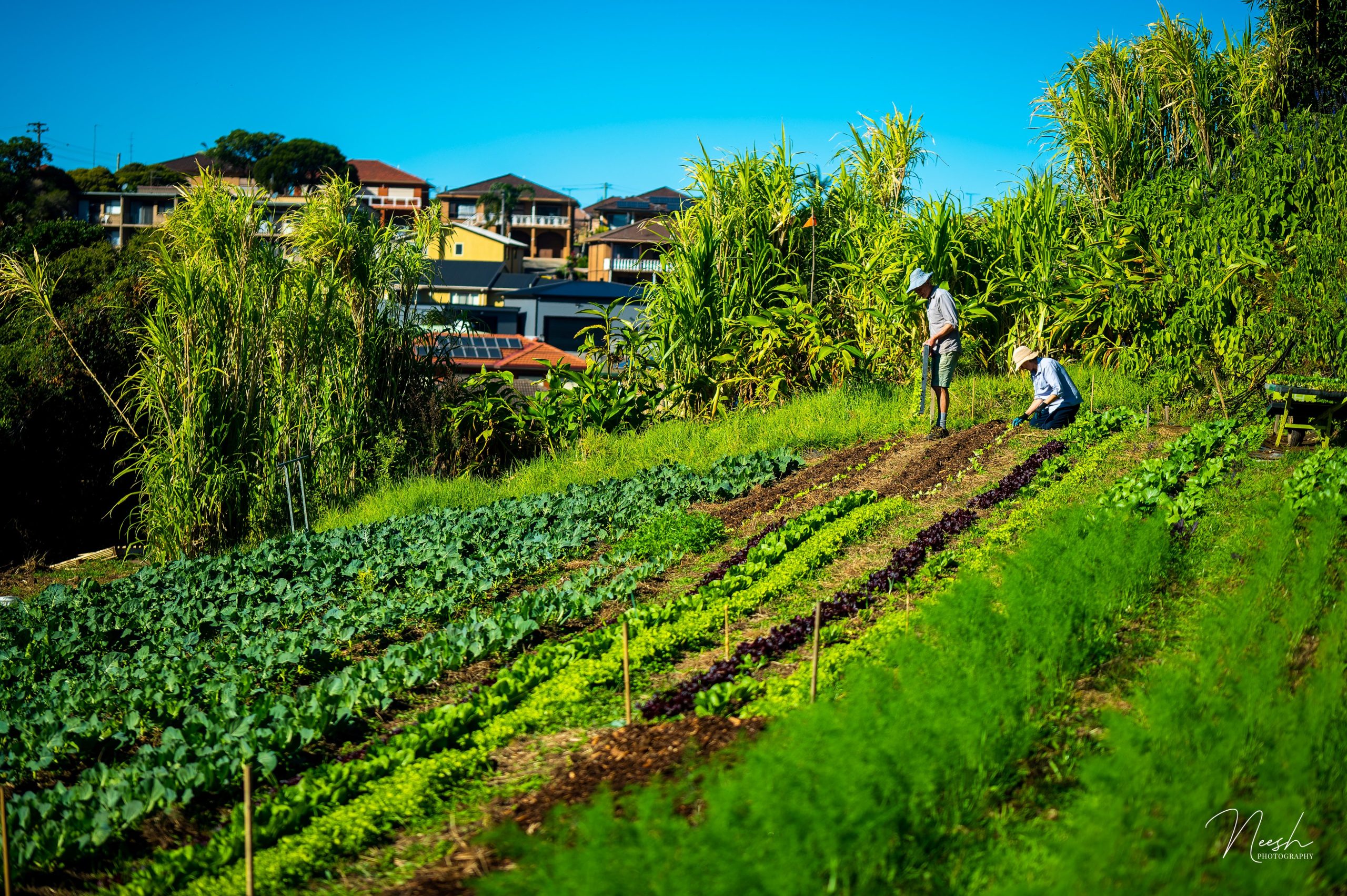 Warrawong / Green Connect Farm