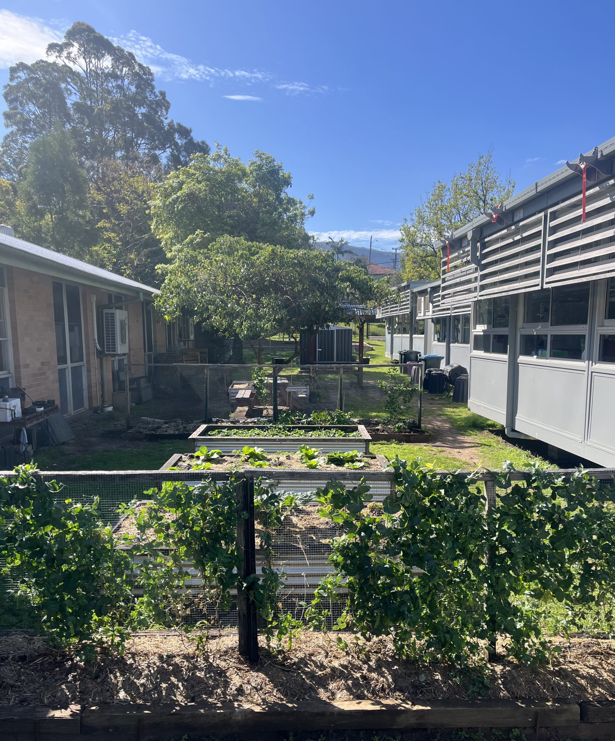 Bulli / Bulli Public School